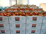 tomate sortate.jpg tomate sortate.jpg