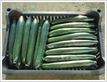 castraveti lungi
