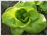 castraveti cornichon